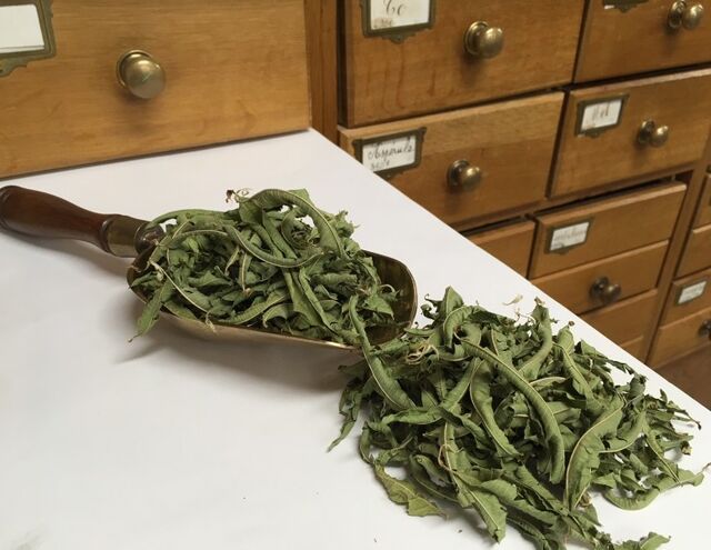 Verveine odorante surchoix - 20gr - 2,50€