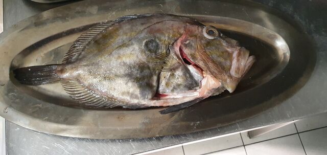 Exclusivité! En direct des criées bretonnes un énorme Saint-Pierre de 1kg200
