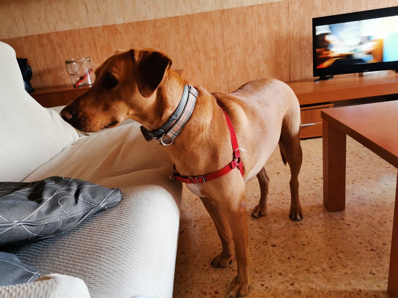 George un buen chico 