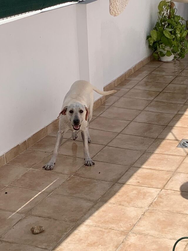 Gala disfrutando la terraza con 🌞 y💧 