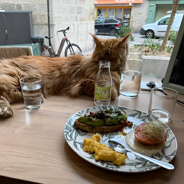 Brunch salé à Brive – tartes maison et câlins félins