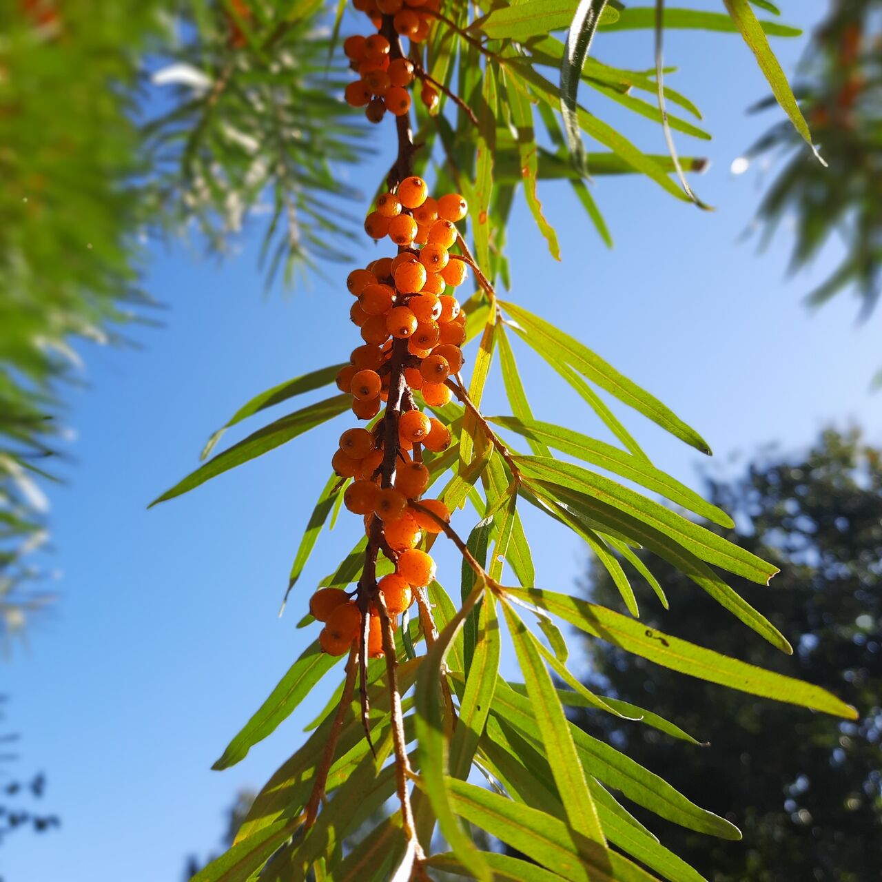 owoce rokitnika - doskonałe jako przystawka do mięs,
jej kwaśny smak kontruje smak mięsa 