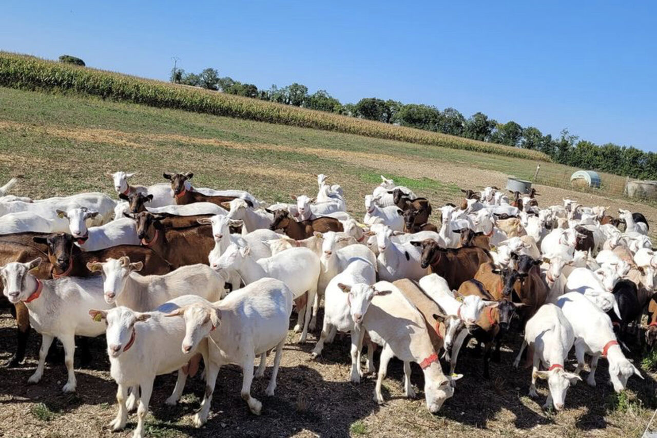 FROMAGERIE LES OUCHETTES