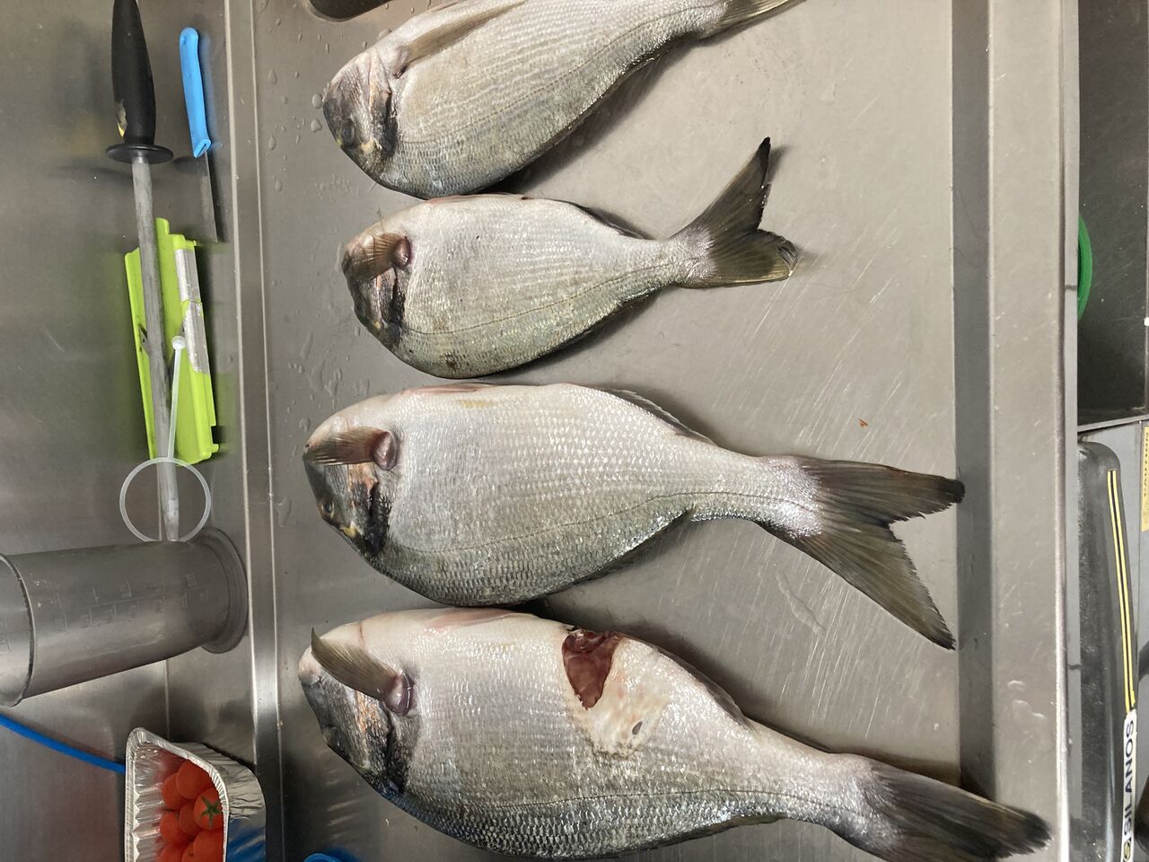 Daurades sauvages fraîches 