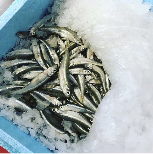 Eperlans frais en préparation des canailleries