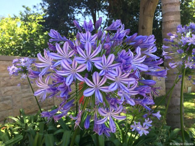 Afrički ljiljan
AGAPANTHUS