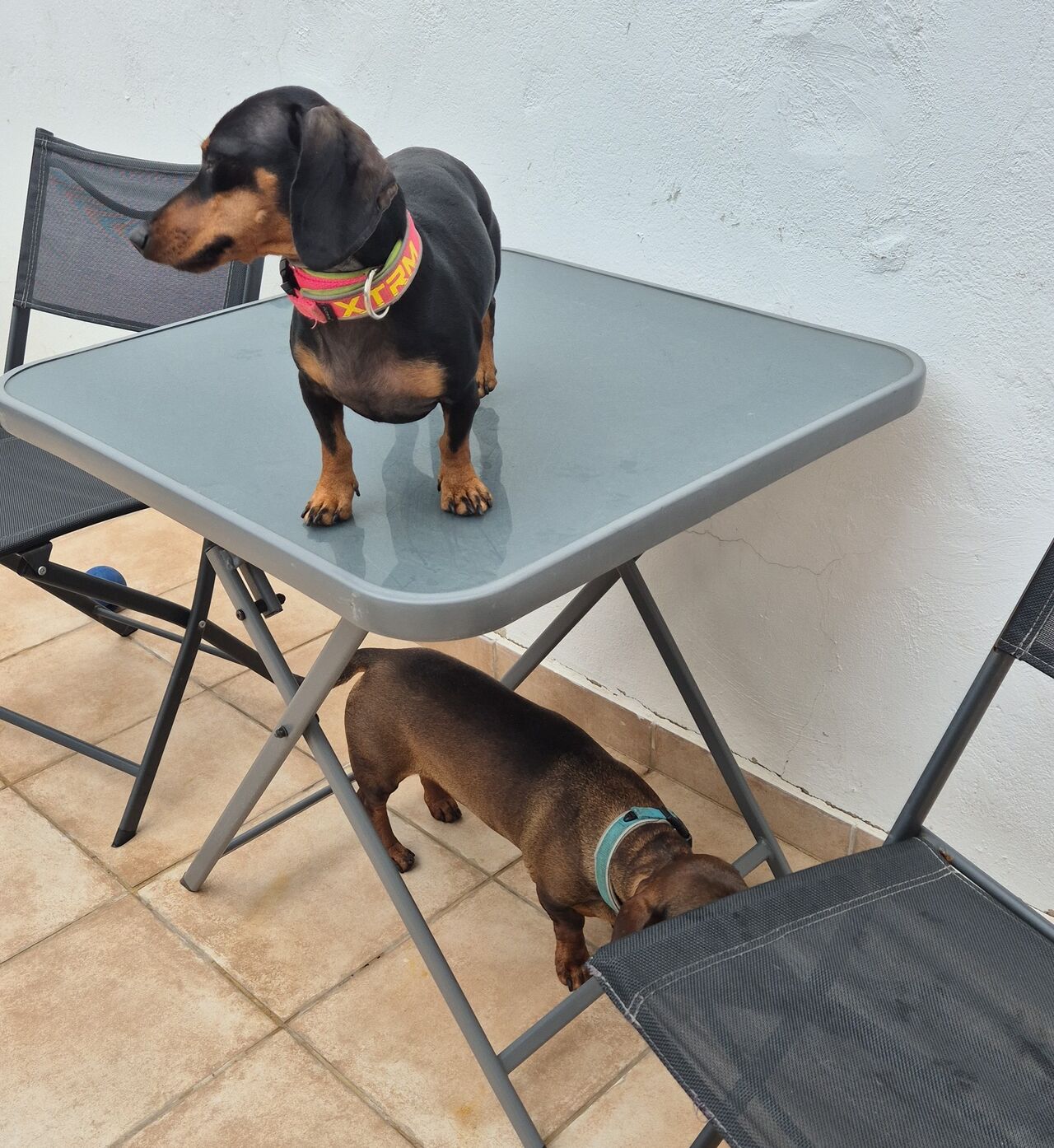 Yo soy Olivia y mi hermano es Brutus 🐾🐾🤗