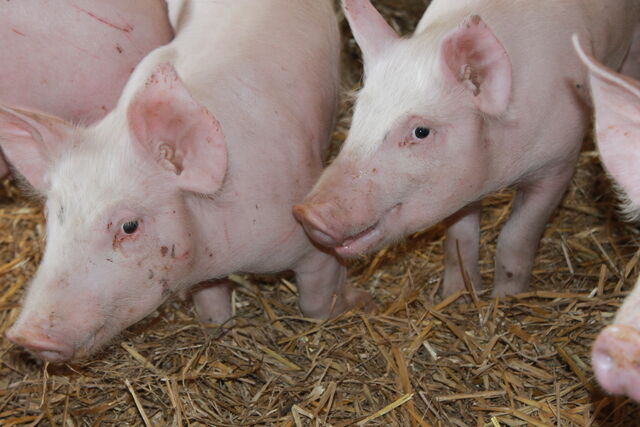 cochon
