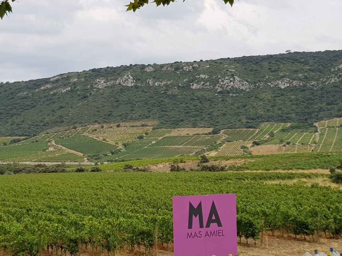 Visite du domaine Mas Amiel. Deux d'entre eux sont à notre carte
(2019)