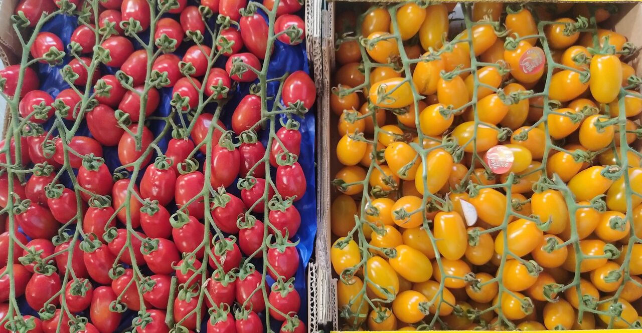 Pomodori Datterini Rossi & Gialli Siciliani