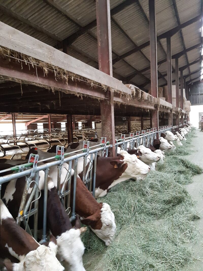 Nous élevons des vaches de race Simmental et Montbeliarde