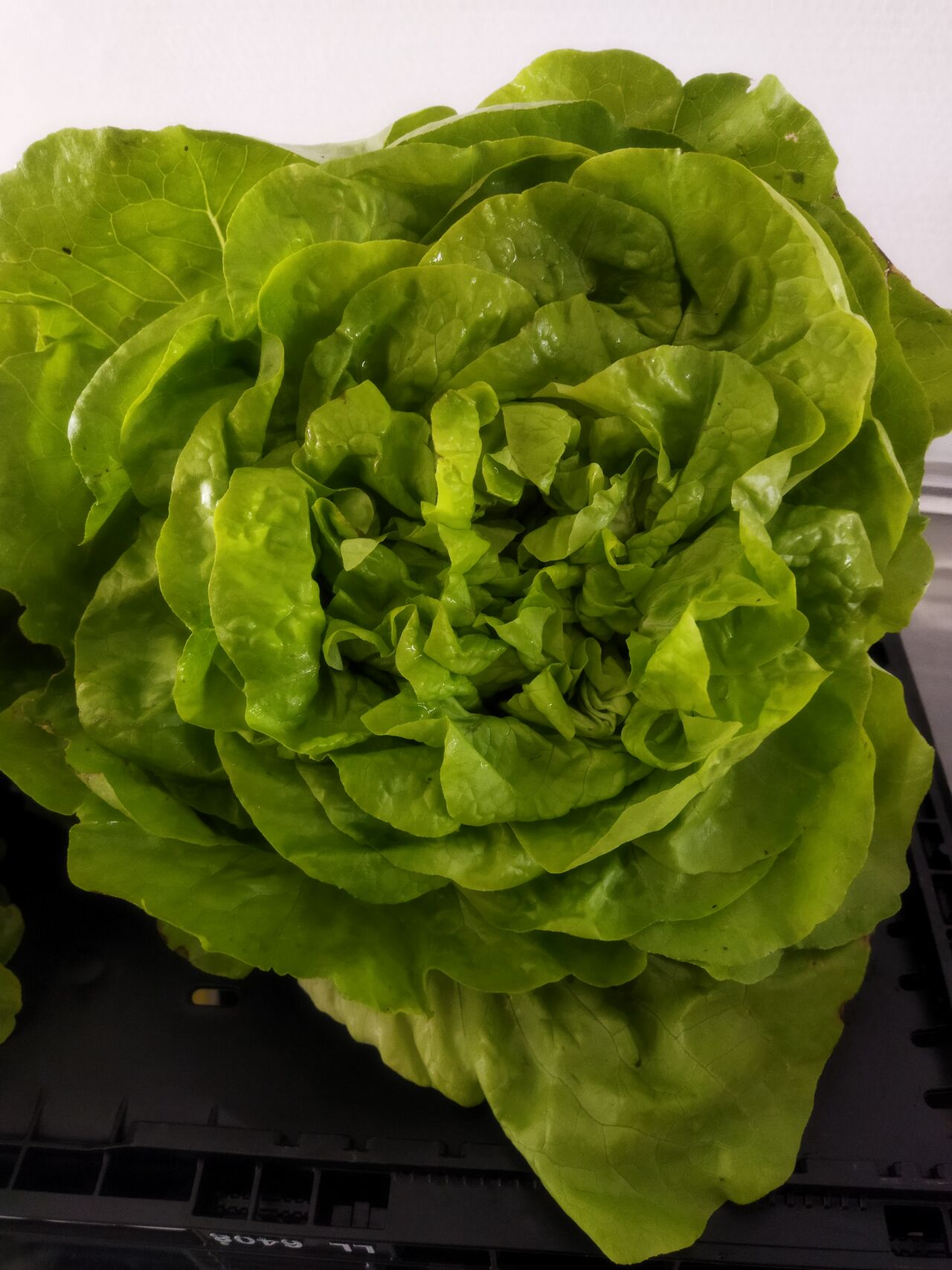 Salade laitue 1€ pce