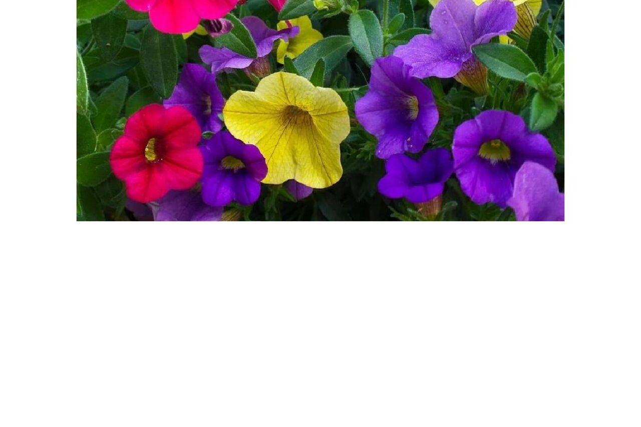 Foire aux Plants