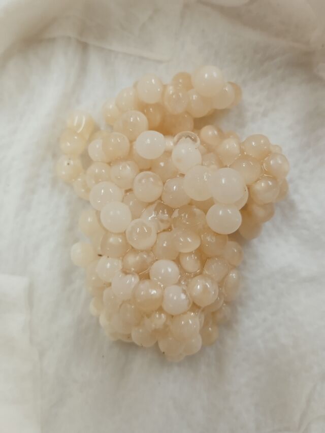 Première semaine d'incubation