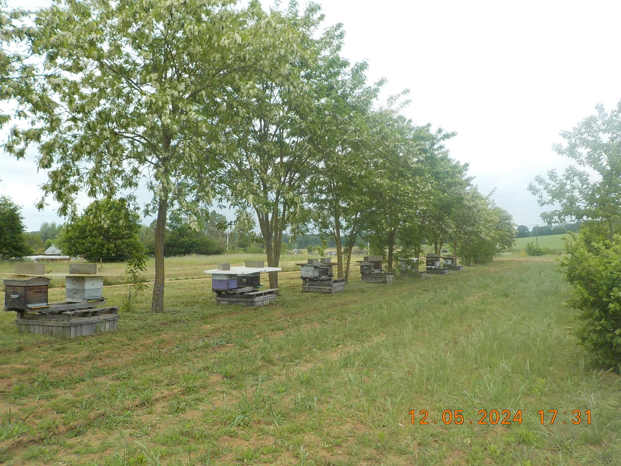 Rangée d'Acacia N°1