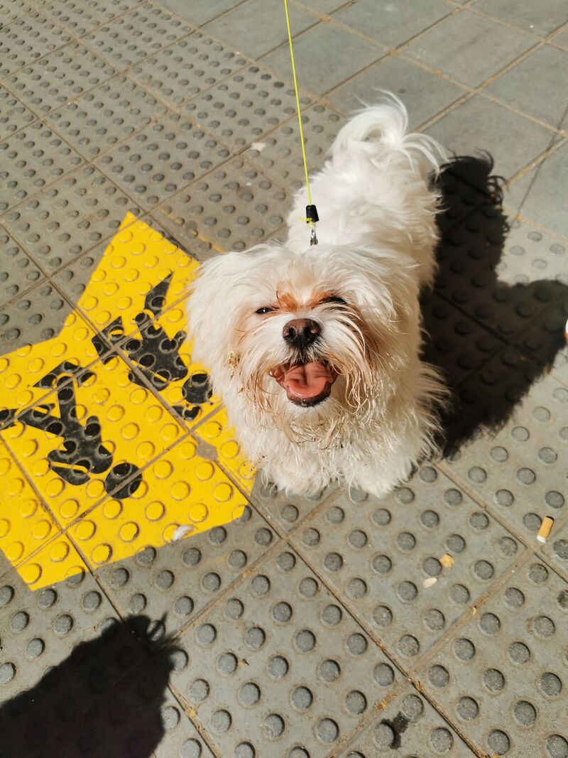 Elur se va al cole😜