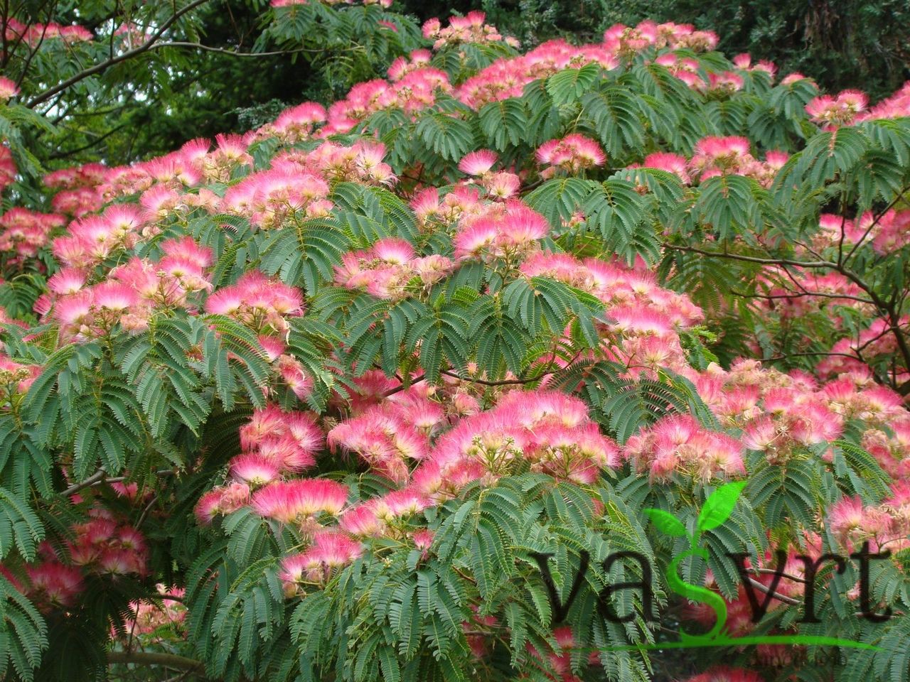 ALBIZIA JULIBRISSIN – SVILENO DRVO