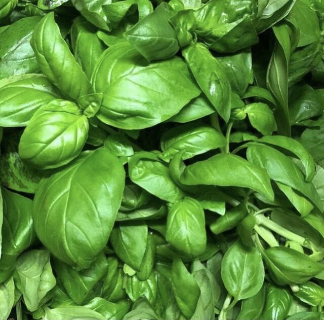 IL BASILICO CHE USIAMO PER IL NOSTRO PESTO FATTO IN CASA - The basil we use for our homemade pesto