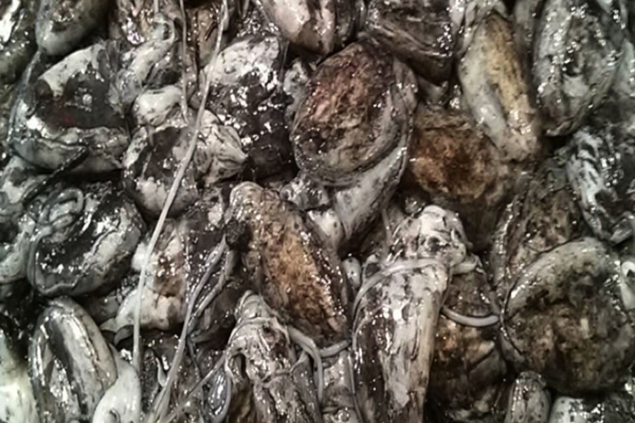 Le Seppioline da "Burchiello"