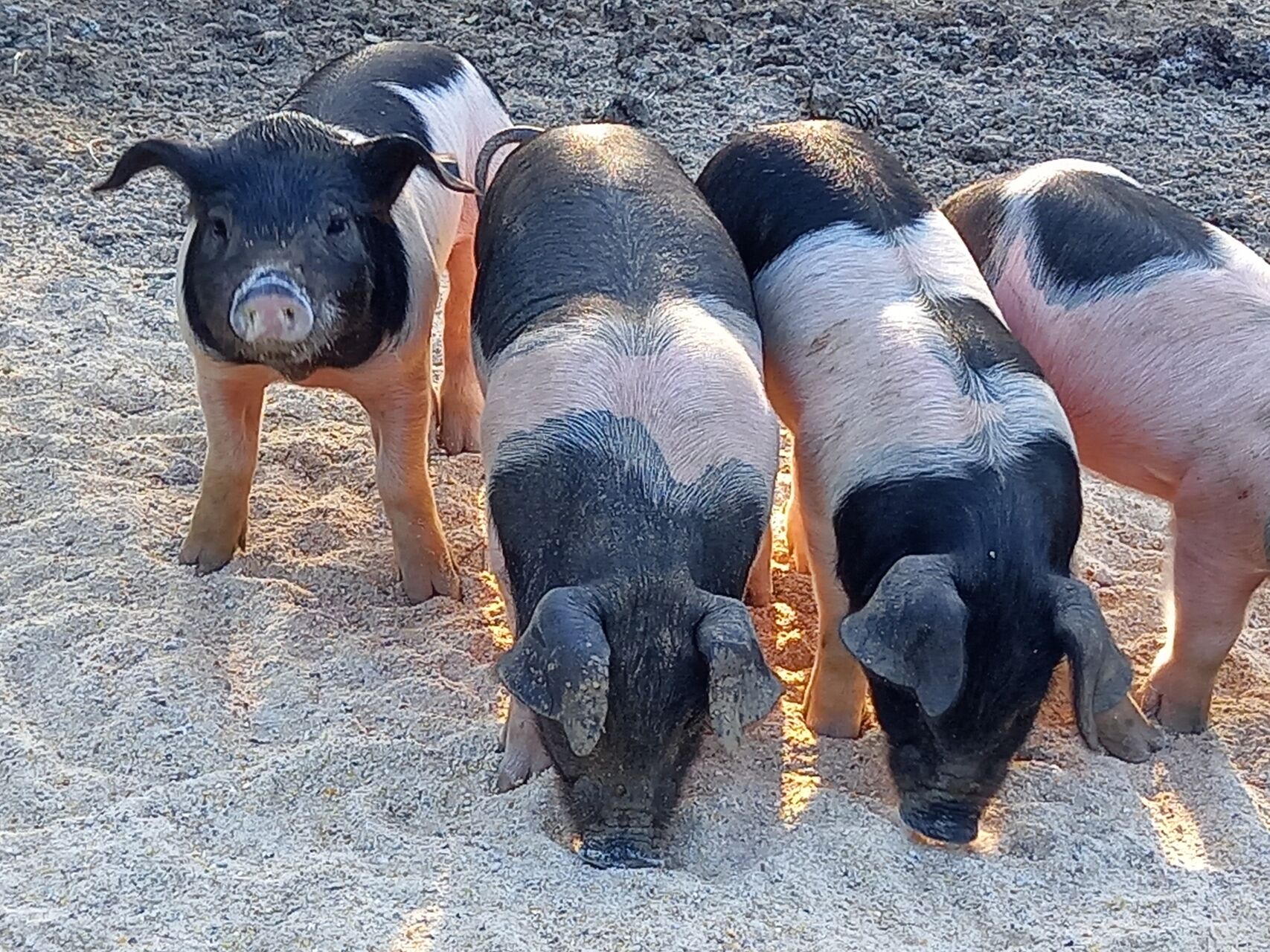 Festival de l'élevage 2025