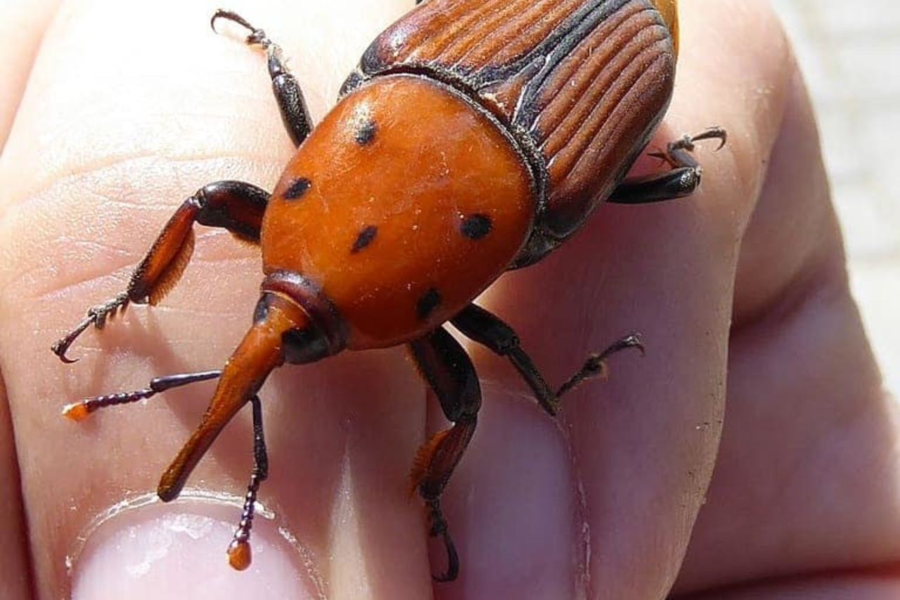 Rhynchophorus ferrugineus
