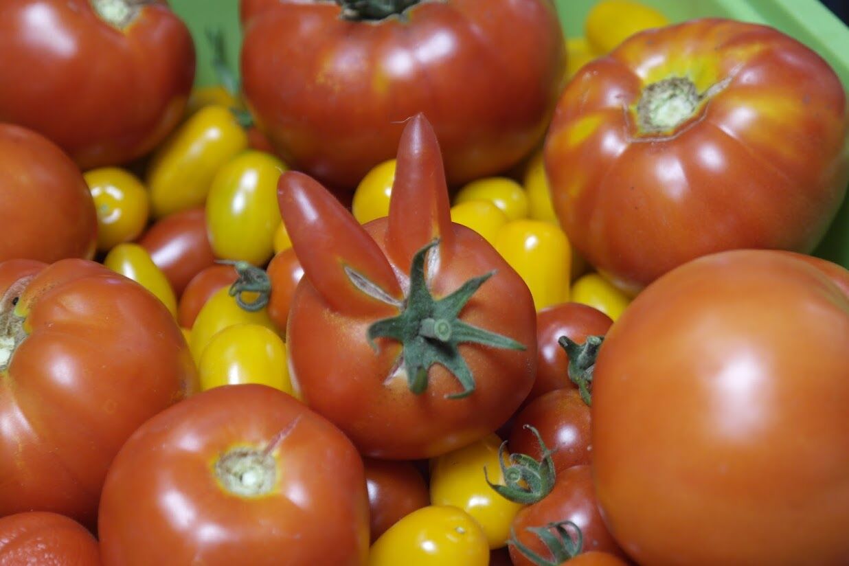 Récolte de tomate de notre jardin
