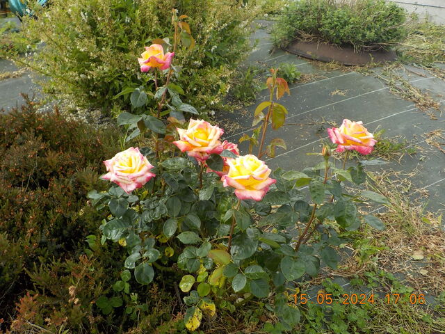 Fleurs Rose 