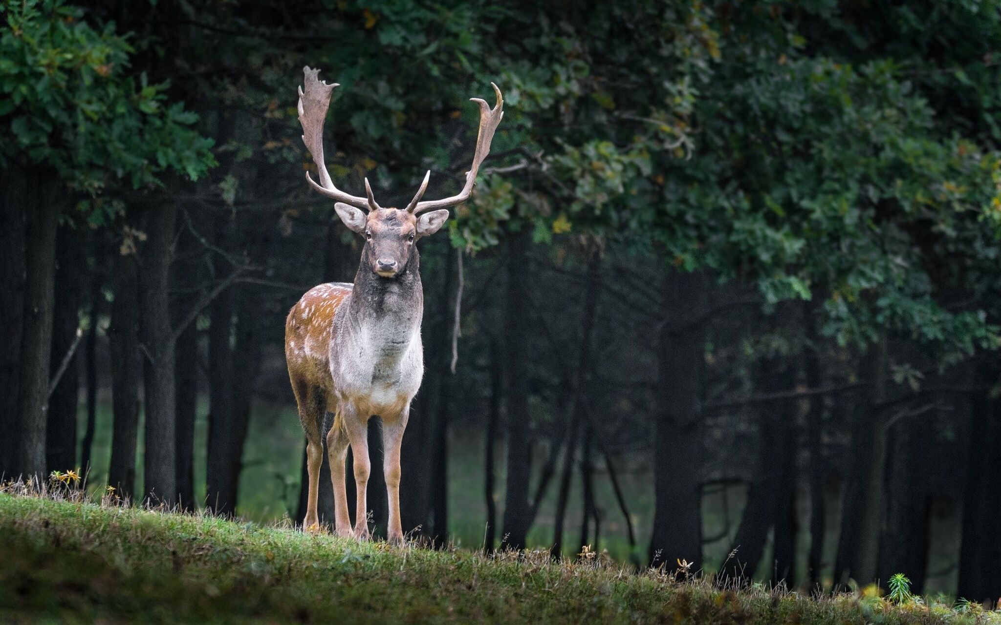 Wildwochen im Oktober