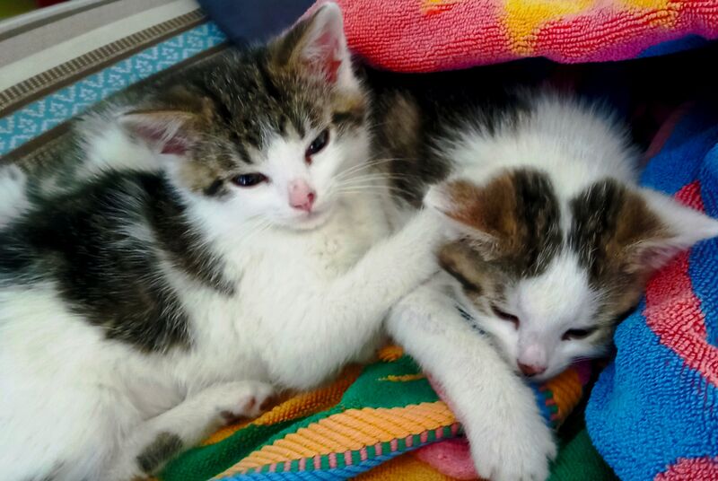  koťátka na Fanloru :)