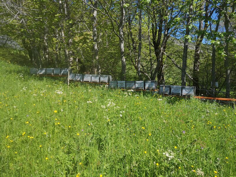stage découverte de l'apiculture