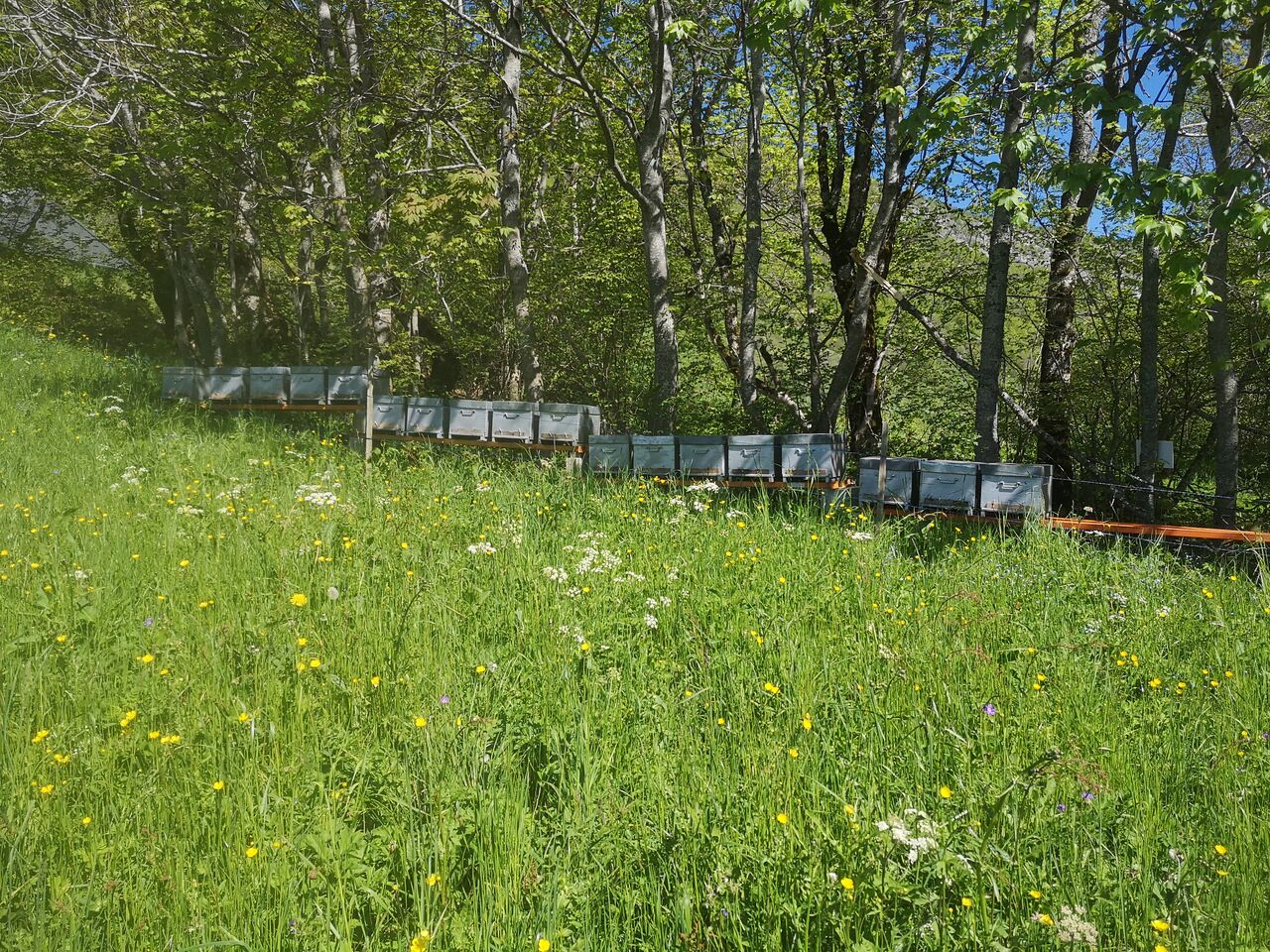 stage découverte de l'apiculture