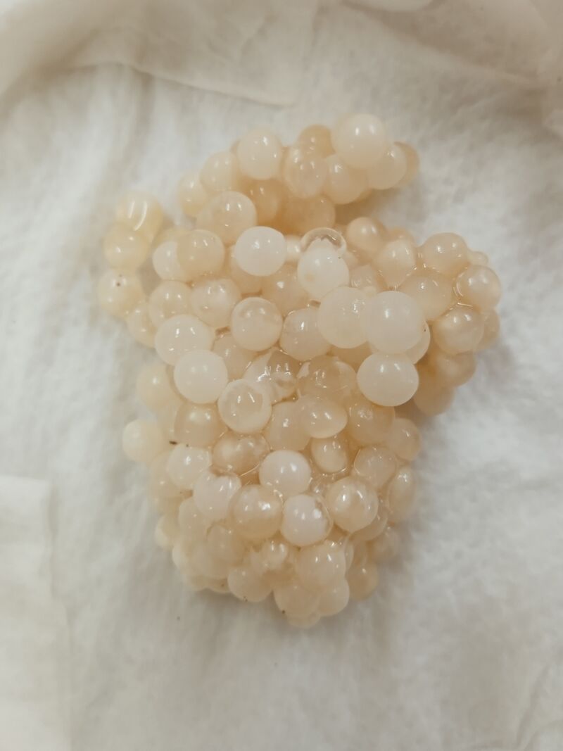 Première semaine d'incubation