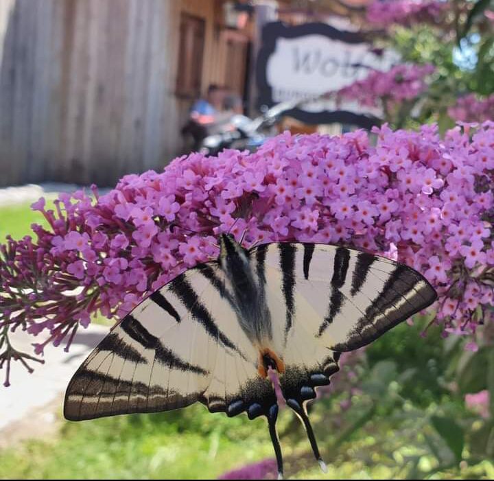 Im Gastgarten ist's einfach herrlich