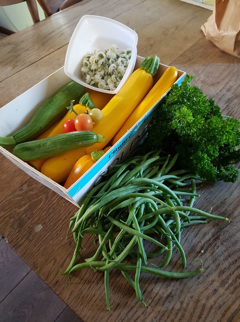 Légumes du potager