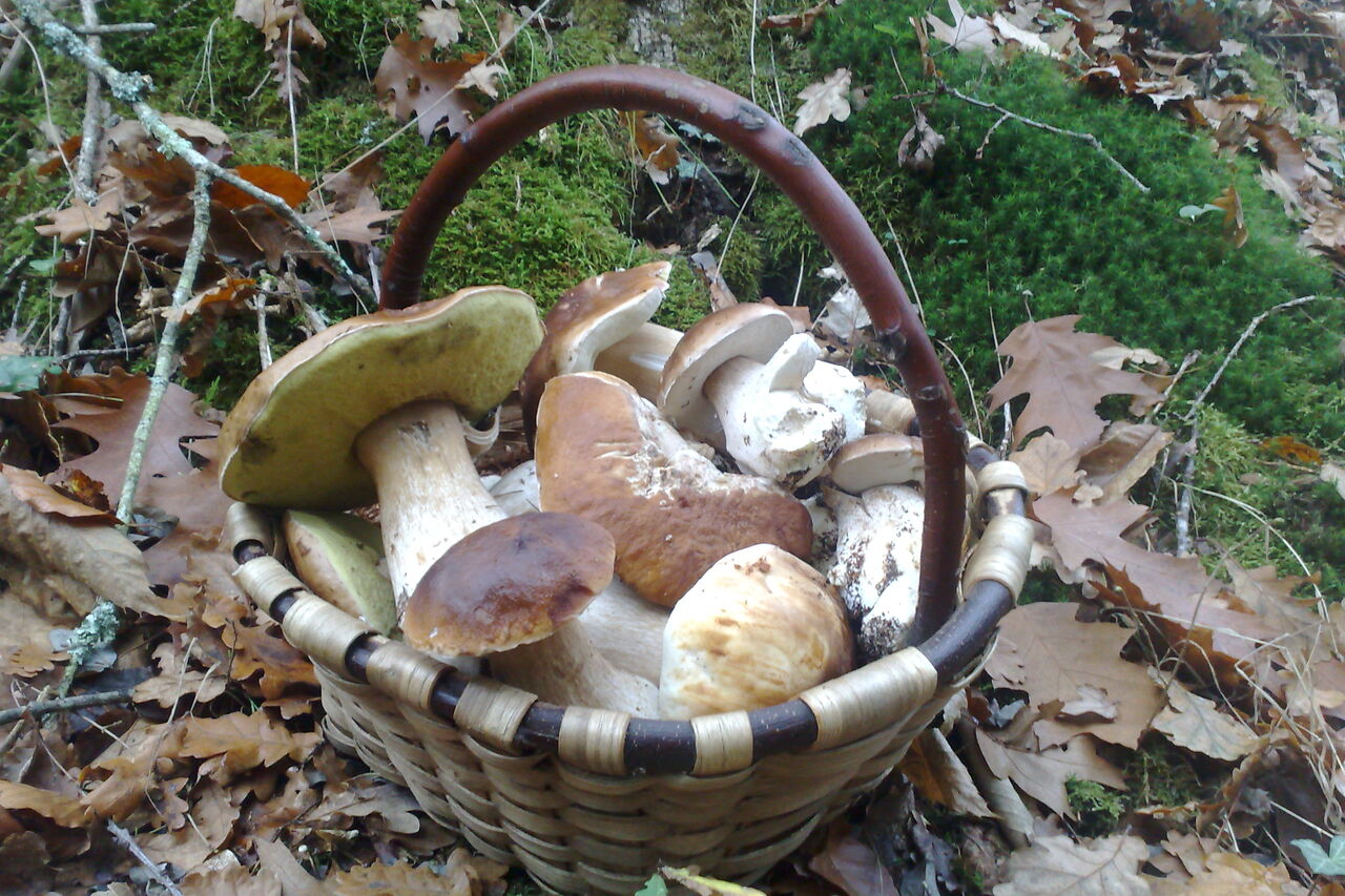 Achat de champignons comestibles