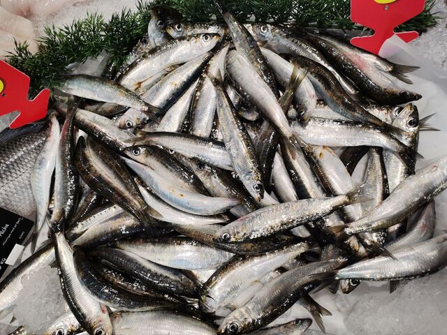 Sardines