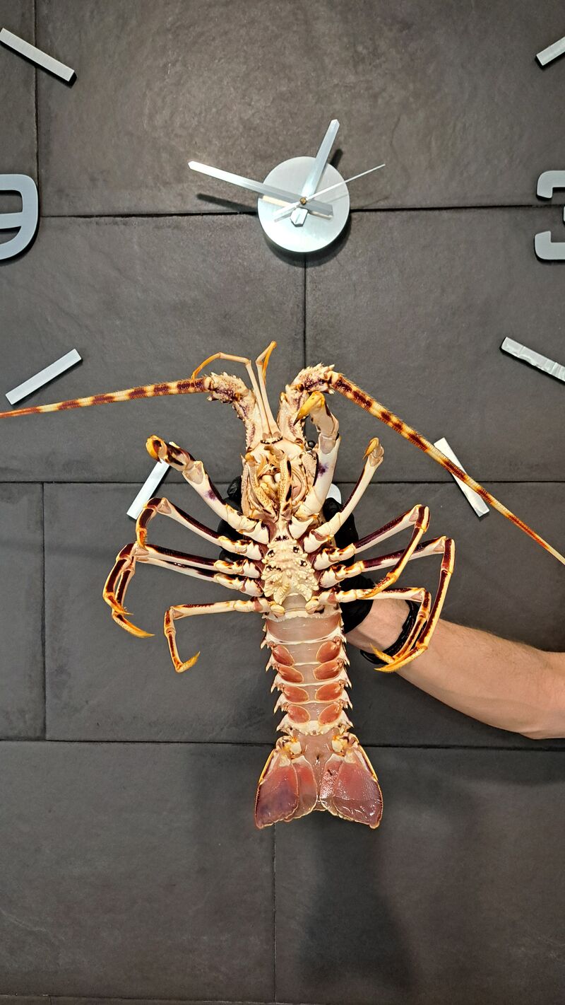 Langosta... en arroz o a la Menorquina.. sin palabras...