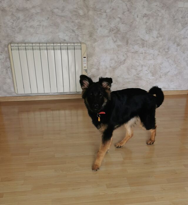 Sua es una encantadora Cachorra 🤗