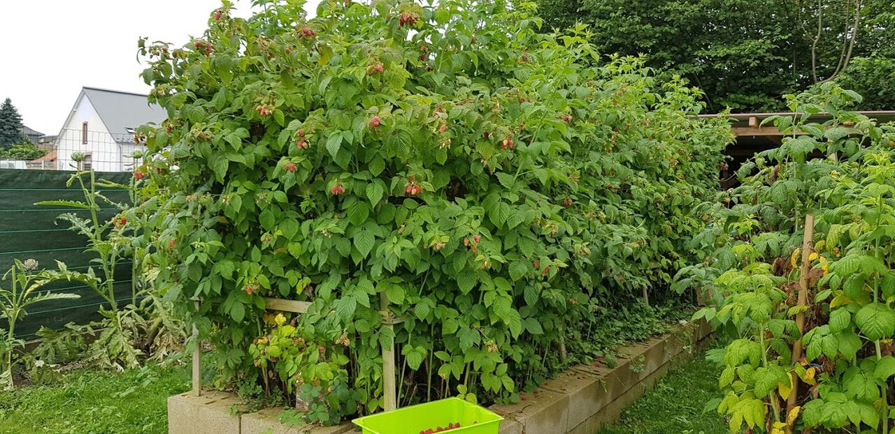 Framboisier blanc et rouge, murier de notre jardin