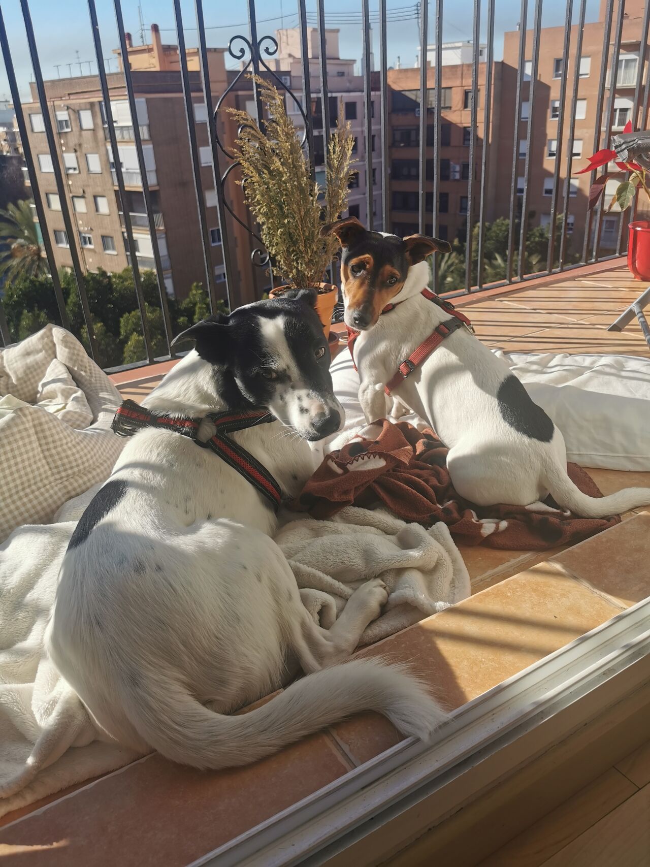 Eidy y Pitilo al Sol ☺️