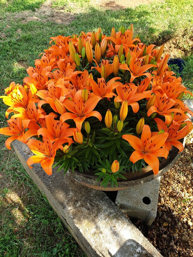 Fleurs Lys Orange
