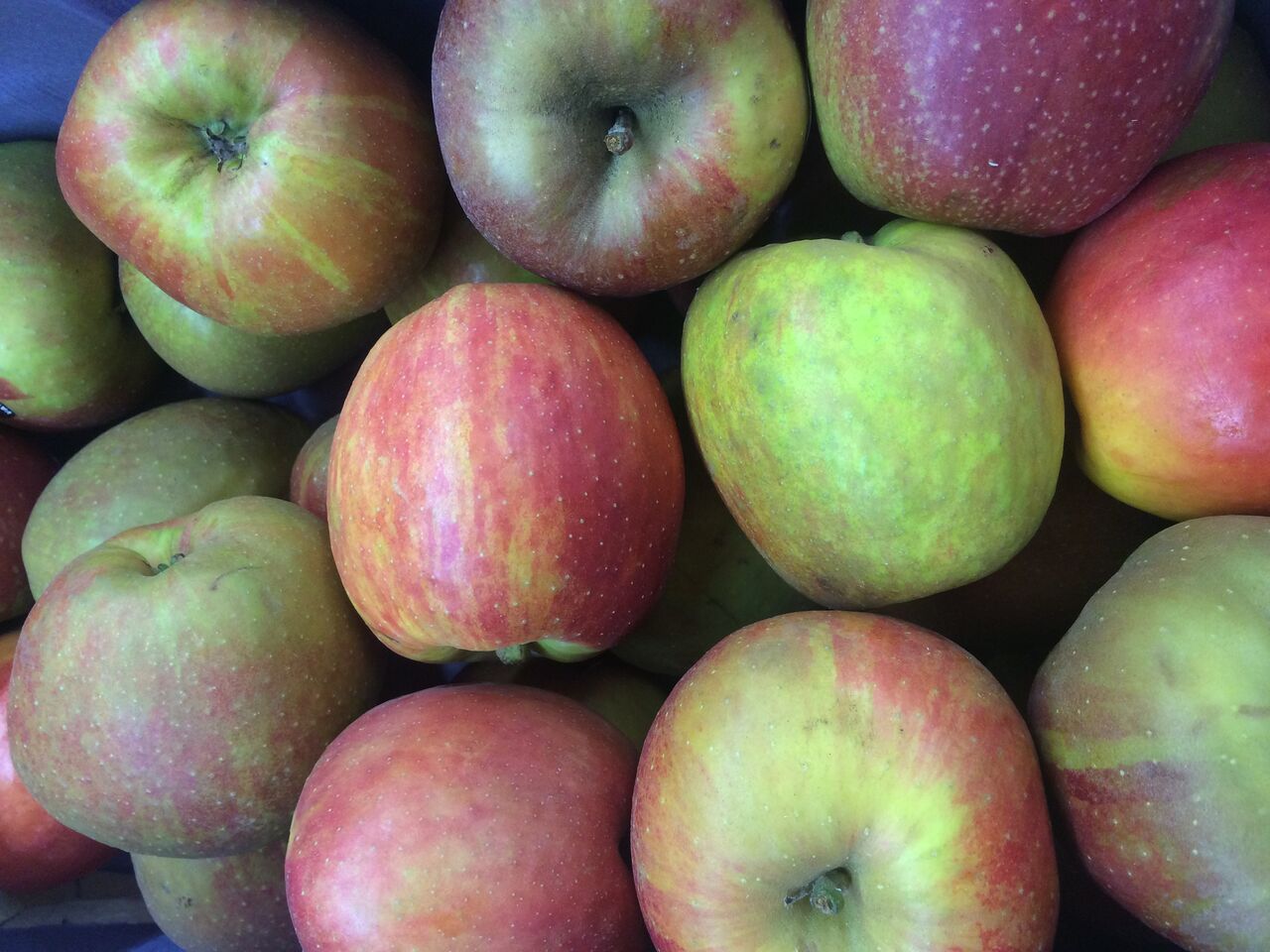 Des pommes à confiture ou à tarte à moins de 1,50€ le kg