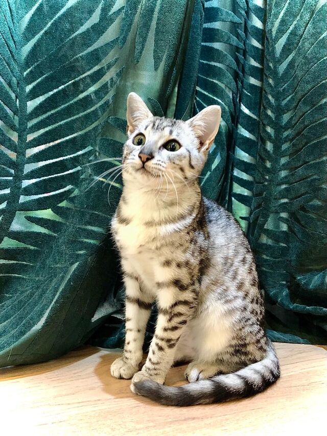 Regard curieux de notre Maurice