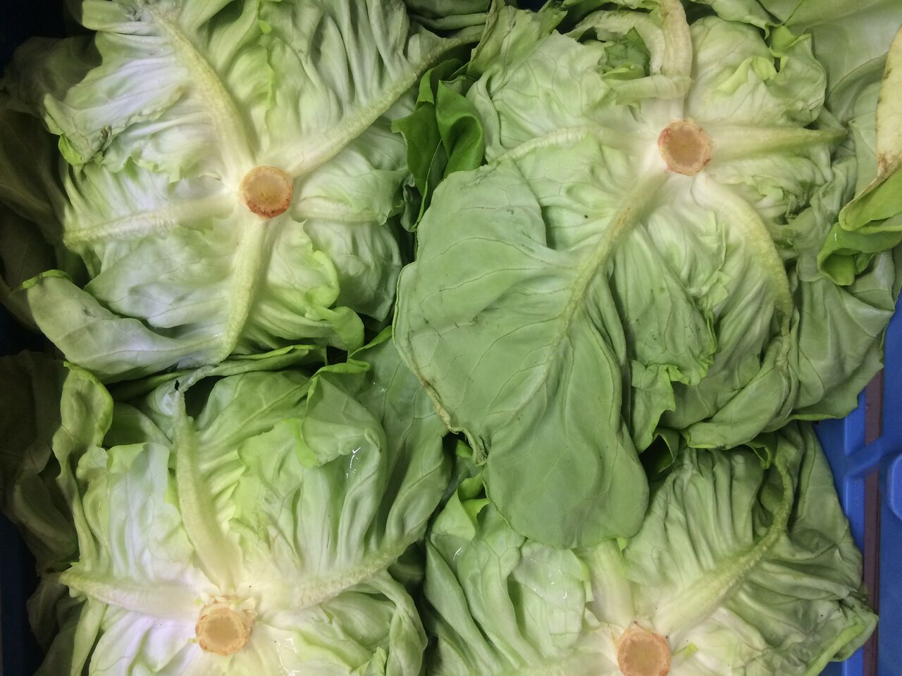 Des salades fraîches aux meilleurs prix 