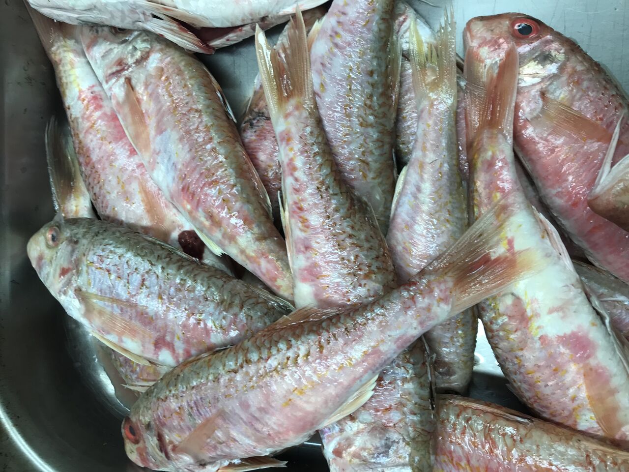 Tous les jours Poissons frais direct de la criée 