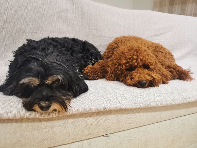 Luna y Milo 🐾🐾