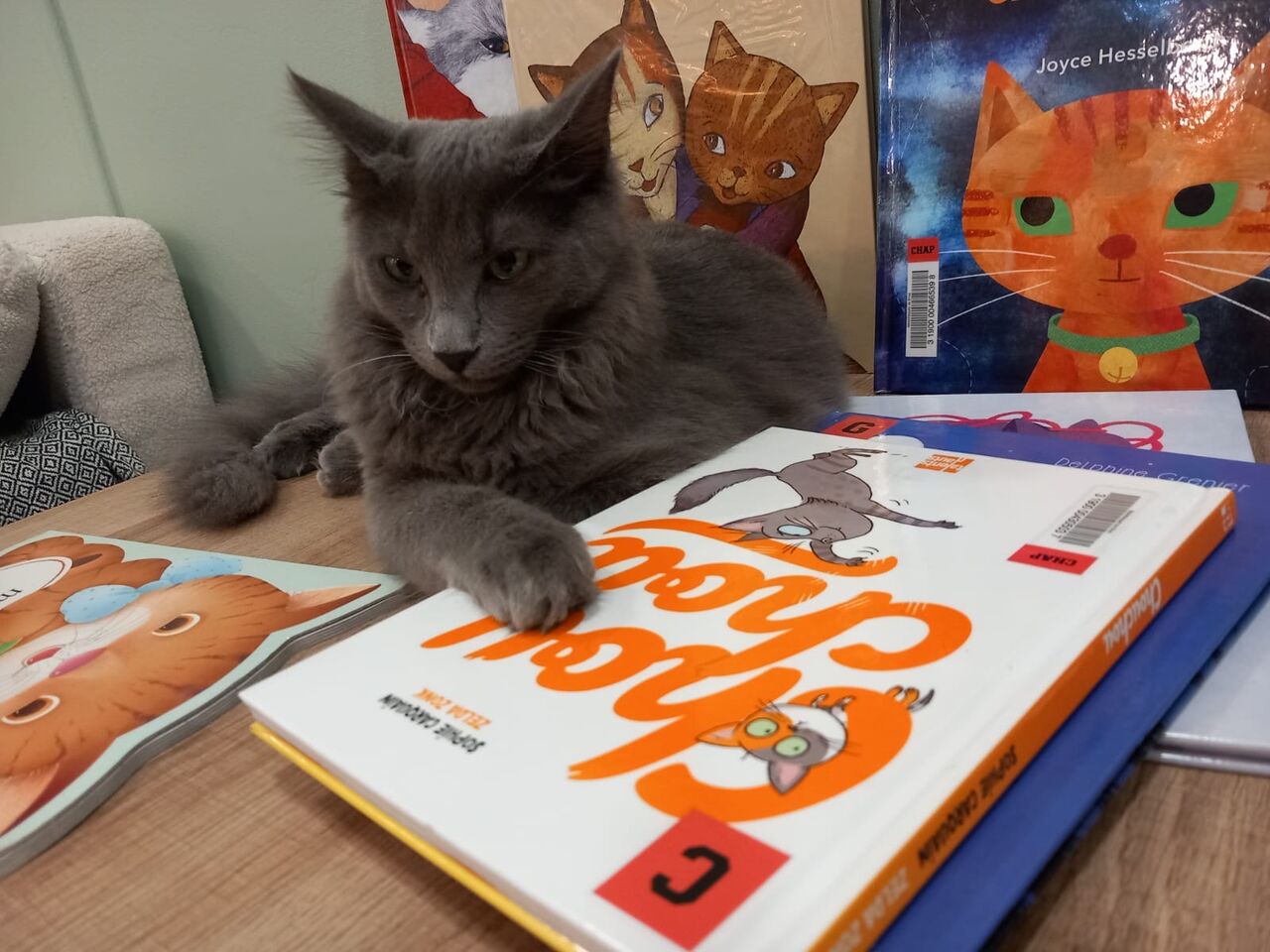 Saphir, le chat amoureux des livres chez OPCG