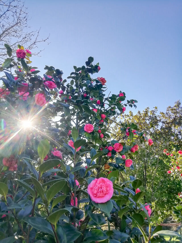 Passeio das Camélias