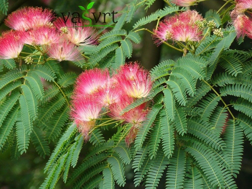 ALBIZIA JULIBRISSIN – SVILENO DRVO