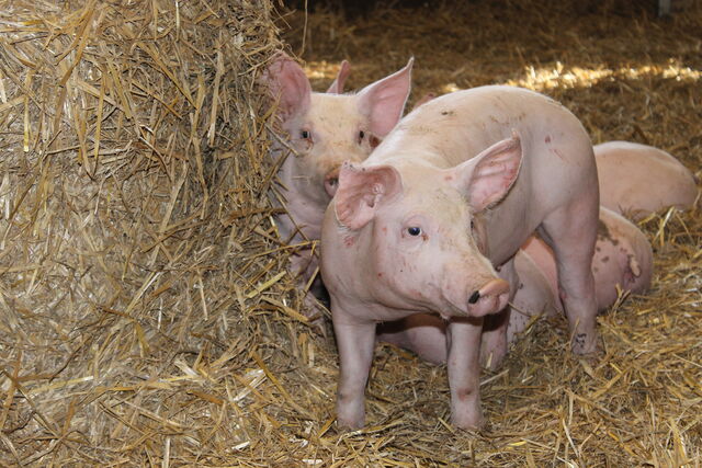 cochon